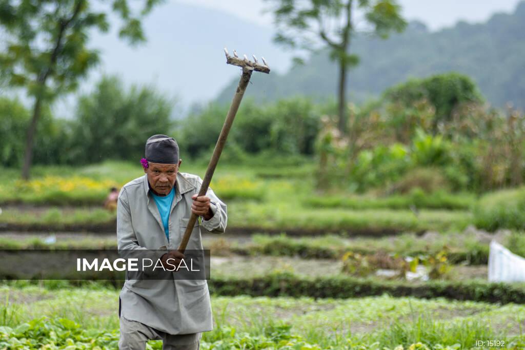 farming-nagadesh